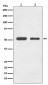 Anti-alpha Tubulin TUBA1B Rabbit Monoclonal Antibody